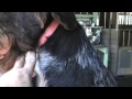 German Wirehaired Pointer Grooming