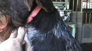 German Wirehaired Pointer Grooming