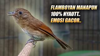 AMPUH 100% NYAUT!! PANCINGAN FLAMBOYAN AGAR EMOSI JANTAN MAUPUN BETINA BAHAN OMBYOKAN BIAR BUNYI