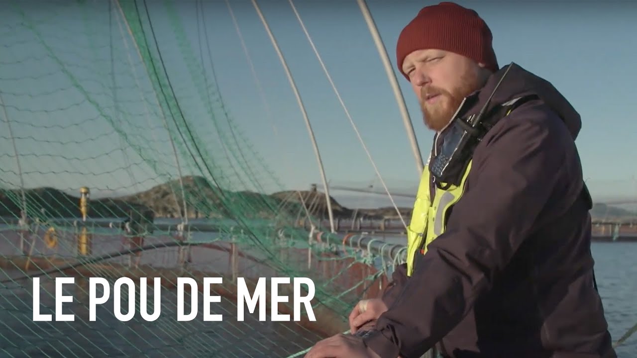 Bientôt plus de saumons en Norvège ?