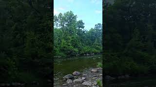 Birdsong by a river ASMR #asmr #birdsong #relaxing #forestbathing #river