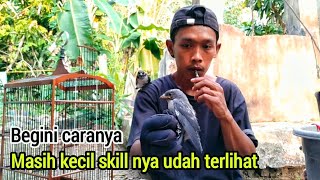 CARA MELATIH BURUNG KEKEP DARI KECIL SAMPAI FF/SOARING