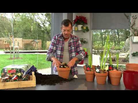 Video: Amaryllis-Pflanzen abstecken - Tipps zur Unterstützung von Amaryllis-Blüten