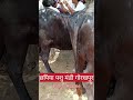 10 लीटर दूध मूल्य 55000 छपिया पशु मंडी जिला गोरखपुर #dairyherd #animals #murraha