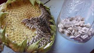 Mammoth Sunflower Seed Harvest ~ Relaxing Gardening Video