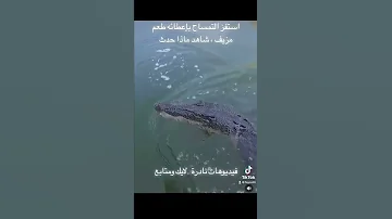 هجوم تمساح على القارب بعد استفزازه بإعطائه طعم مزيف 