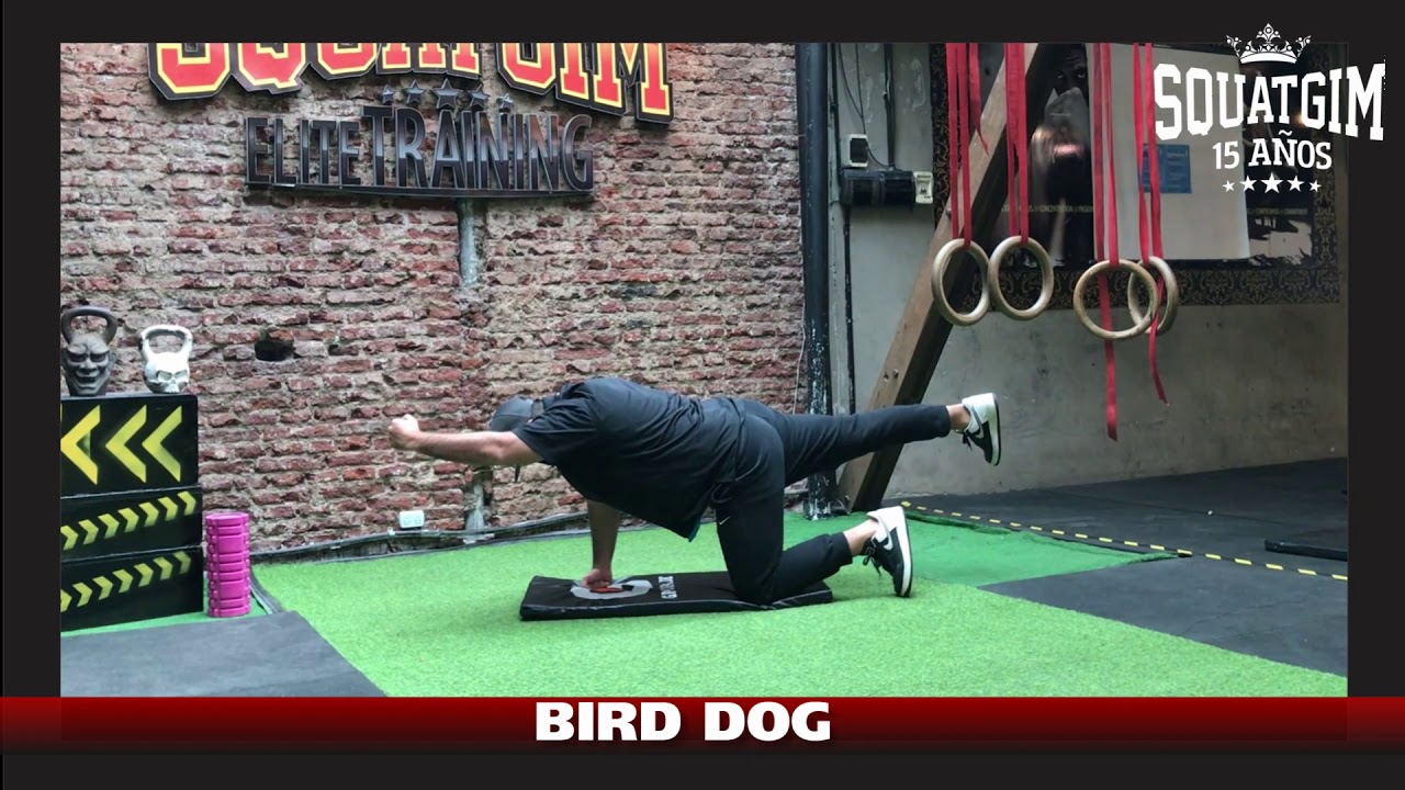 BIRD DOG YouTube