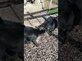 Three goats play