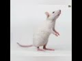 Rat Story
