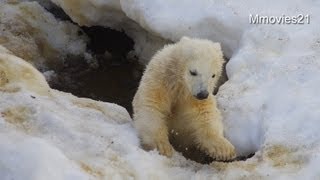 トンネル探検♪双子のホッキョクグマ~Polar Bear twin cubs