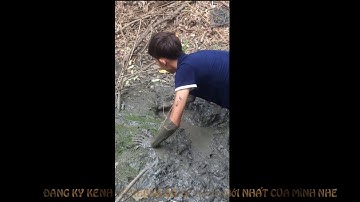 Bắt Cá Lóc Đồng Mắc Cạn Vào Mùa Khô, Bắt 1 Lần Ăn Đủ 1 Tuần | Catch Snakehead Fish