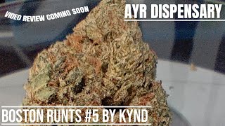 #29 Boston Runts #5 by KYND (Official Review) AYR DISPENSARY