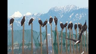 Thousands of Eagles in Vancouver  -   Long version in 4K