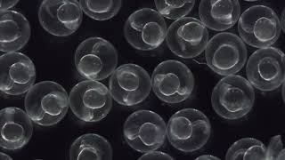 Dynamic motion of hundreds of zebrafish embryo revealed by computational microscope