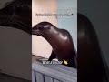Thank You Good Sir Shorts Funny Animals Viral Trending 