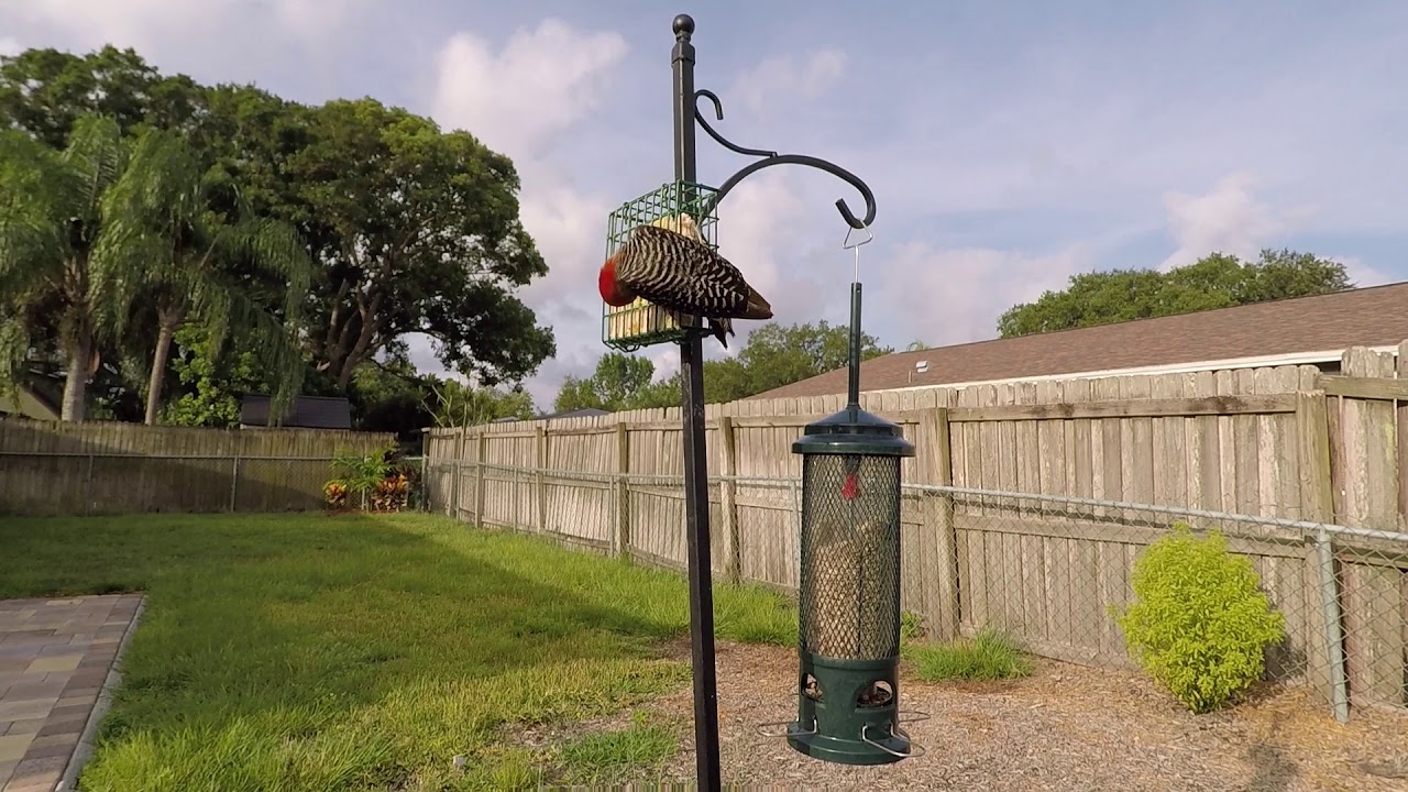 red bellied woodpecker fledgling 