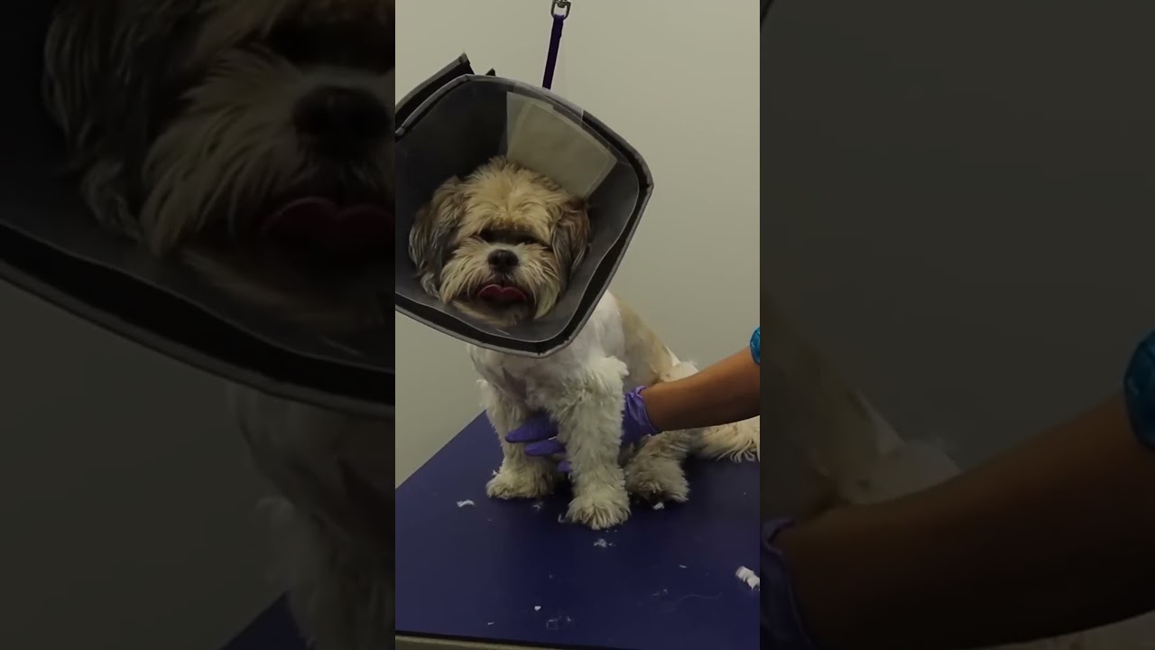 Pet Grooming Tool that will help you groom Faster 