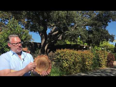 Video: Cork Oak (28 Mga Larawan): Bakit Mangolekta Ng Bark? Namatay Ba Ang Puno Matapos Alisin Ang Balat? Saan Ito Lumalaki Sa Russia At Paano Ito Ginagamit?