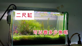 二尺缸可以養多少魚呢？ 看你要養魚還是養草了 