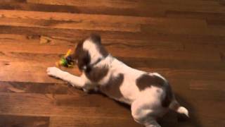 Crazy Brittany Spaniel Puppy