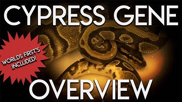 Cypress Gene Ball Python Overview! NEW WORLDS FIRST!