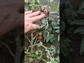 mini томат maximum ягод