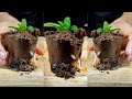 Disaster recipe of chocolate cups flower pot dessert 😭  #asmr