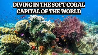 Diving in the soft coral capital of the world | TRAVEL | STUFF TRAVEL screenshot 1