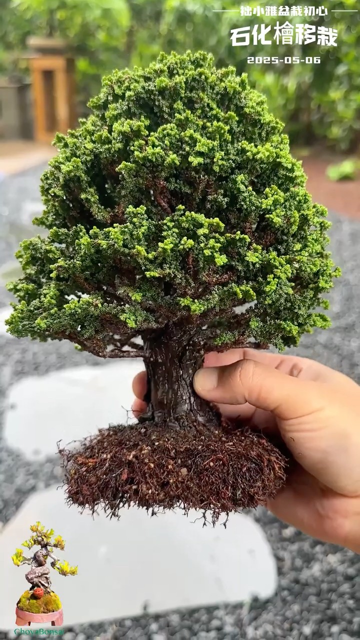 30 years Old Petrified Cypress Sekka Hinoki Bonsai Reppot 顶级石化