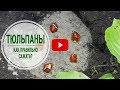 Тюльпаны осенью 🌱 Правильная  посадка тюльпанов в октябре