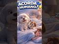 Quem te acorda primeiro? #Shorts #DogShorts #BichonHavanes #Filhote #HumorPet