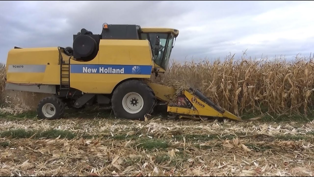 TC 5070 İLE DANELİK MISIR HASATI // Hasat videoları