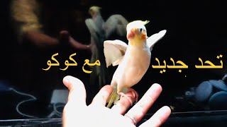 أول طائر كوكتيل يغني الأمازيغية أيوز كوكو
️
The first cocktail bird to sing Tamazight