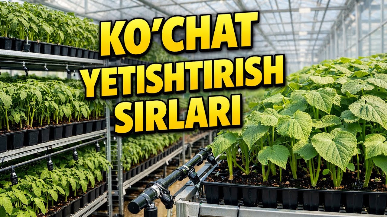 Ko’chat yetishtirish sirlari