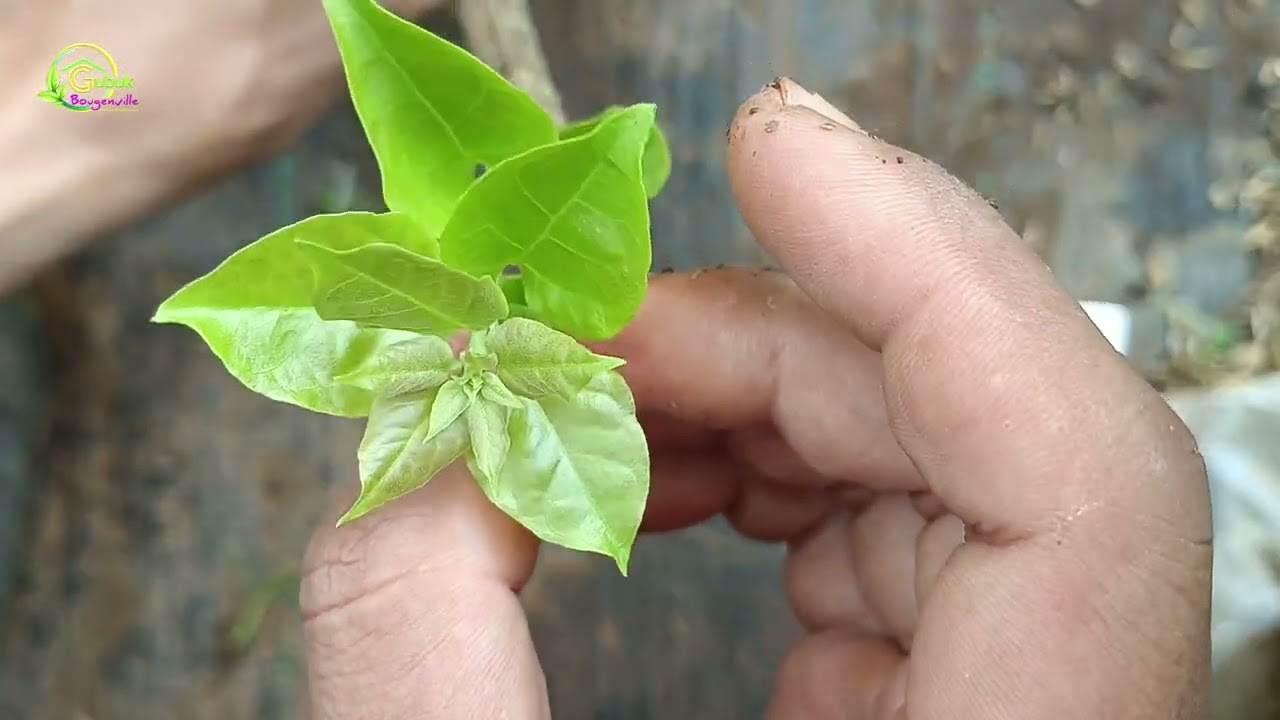 Panen bibit Bougenville tanpa sungkup