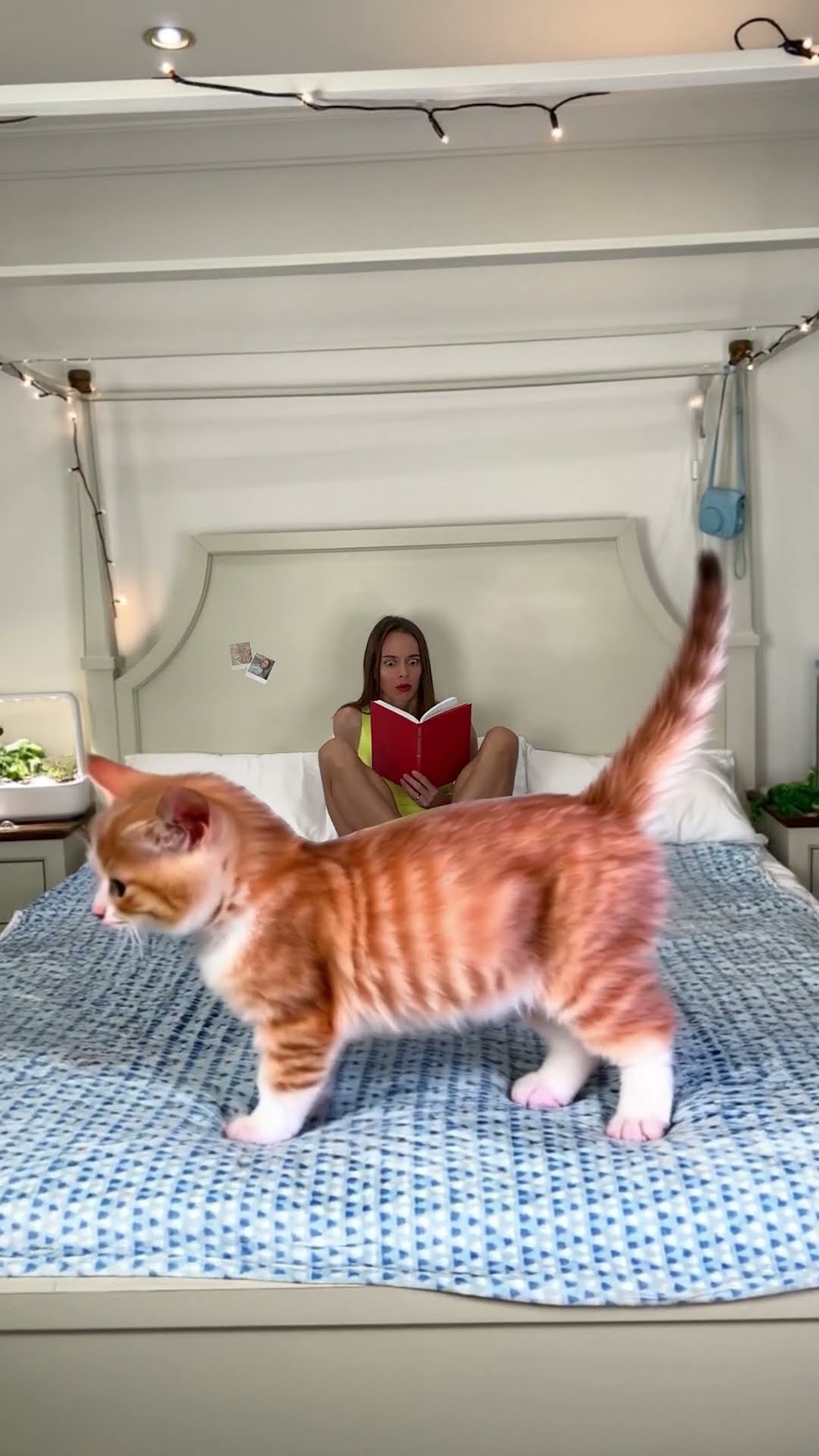 Cat Miracle #shorts #cat