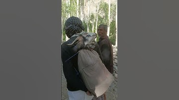 Nomadic Life #shorts #youtubeshorts #shortsfeed #nomad