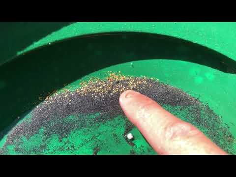 Discovery of Gold! Hidden in Rocky Crevices