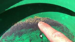 Discovery of Gold! Hidden in Rocky Crevices