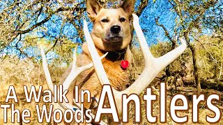 Walking the Woods Deer Skull & Antlers