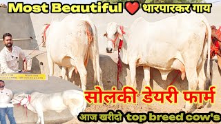 22 Letter Milk,, Most Beautiful ❤️ top class, top breed, original tharparkar sahiwal cow for sale