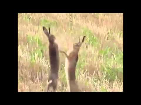 الارنبات منوضينها بونية وداكشي الأرنبات في معركة خطيرة وداكشي هههه