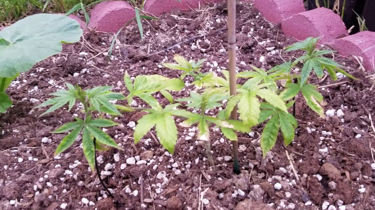 Outdoor cannabis grow 2019! Pt 2 and garden tour