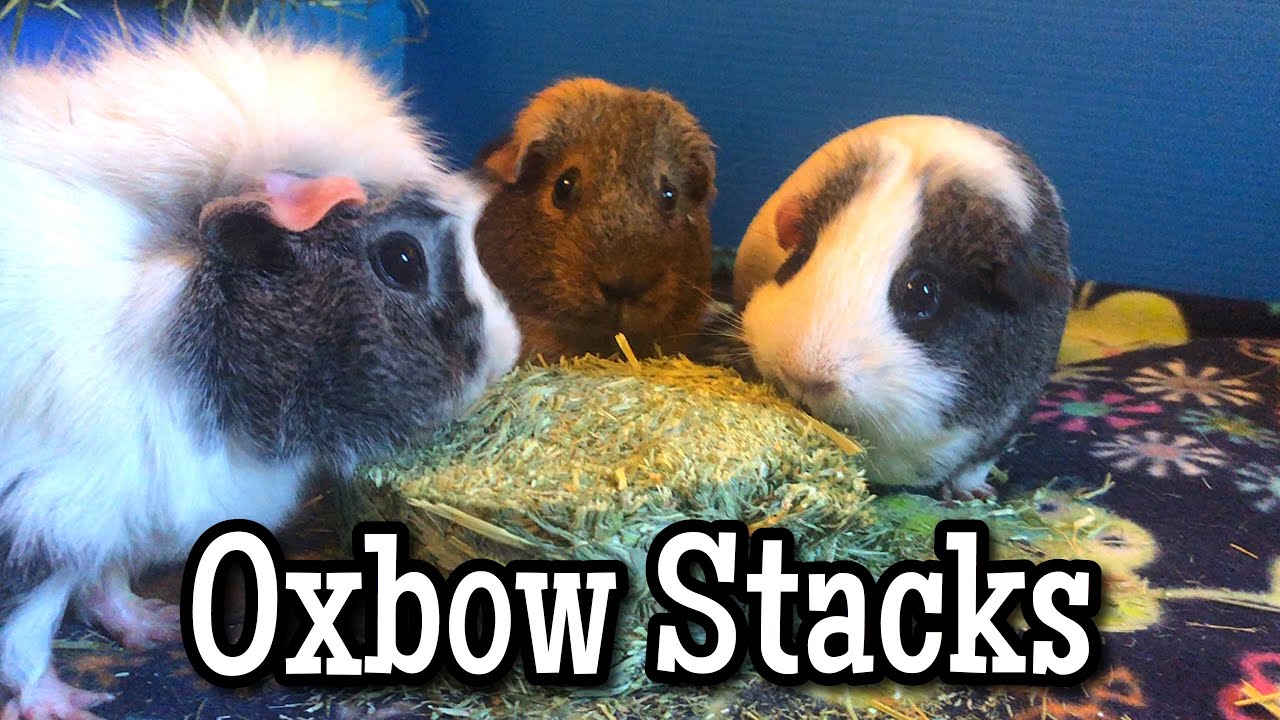 Testing Out Oxbow Hay Harvest Stacks With The Guinea Pigs! YouTube