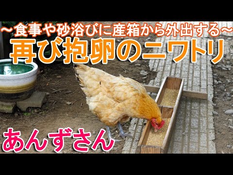 再び抱卵のニワトリ～巣籠りする産箱から食事や砂浴びに外出した名古屋