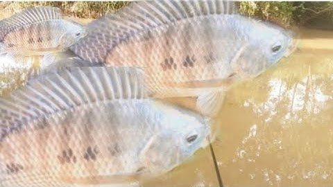 đi câu cá ở suối IA-VÊ câu được cá RÔ-PHI siêu khung và cái kết@bên-JR Vlog