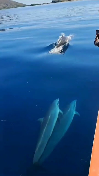 Flores Island, Indonesia#flores #indonesia #travel #dolphins