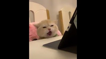 Funny Daily #3 || When dark mode users accidentally turn light mode on