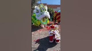 Barongsai kecil, Lion Dance CNY 2024 #liondance