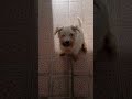 JRT Mumu Ep.2